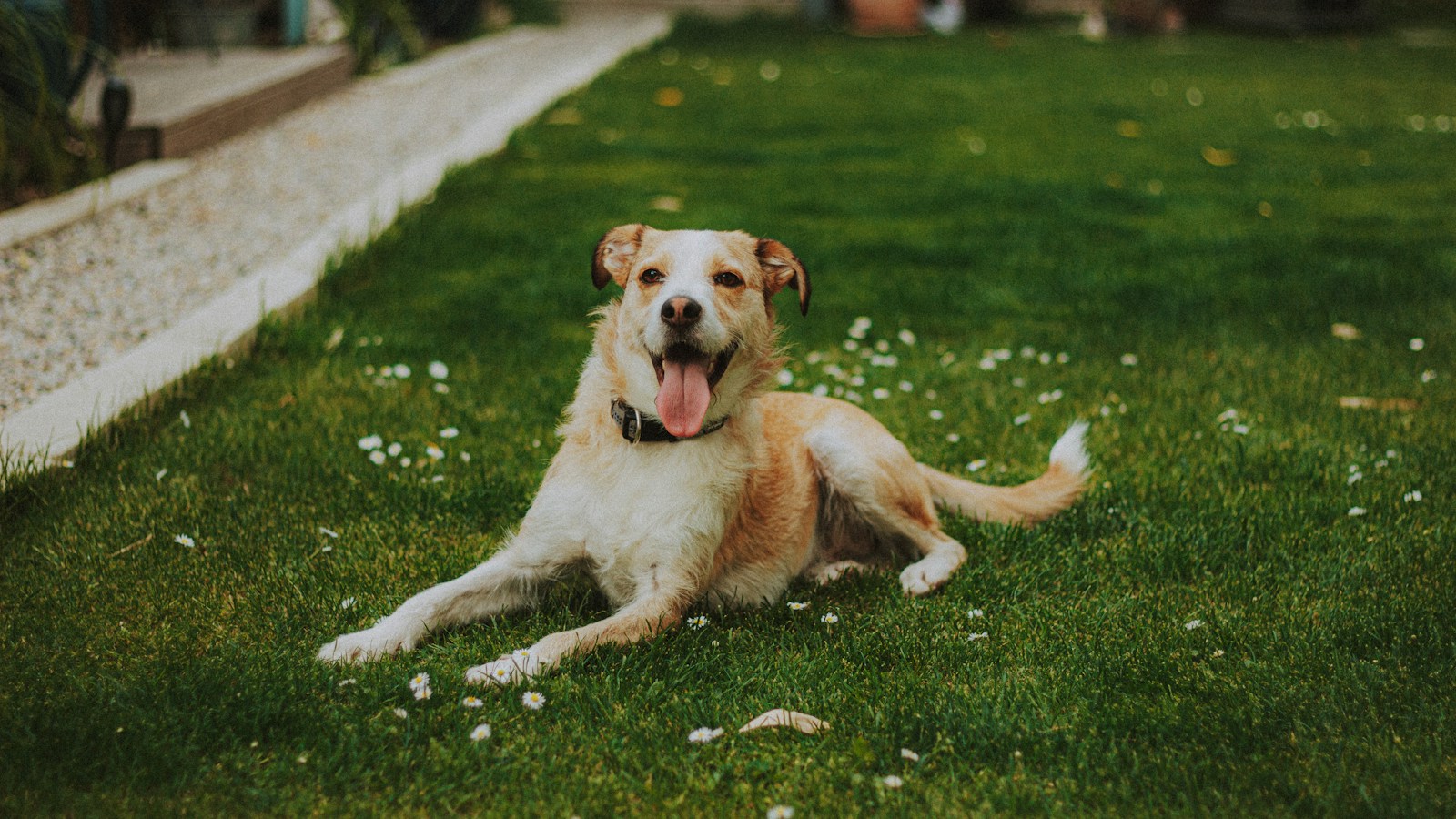 A dog enjoying time outdoors on a green lawn